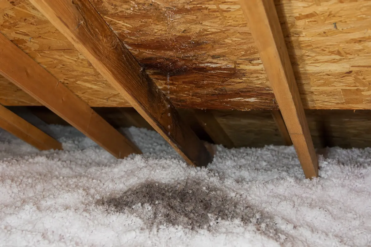 Water dripping from attic roof sheathing onto loose insulation