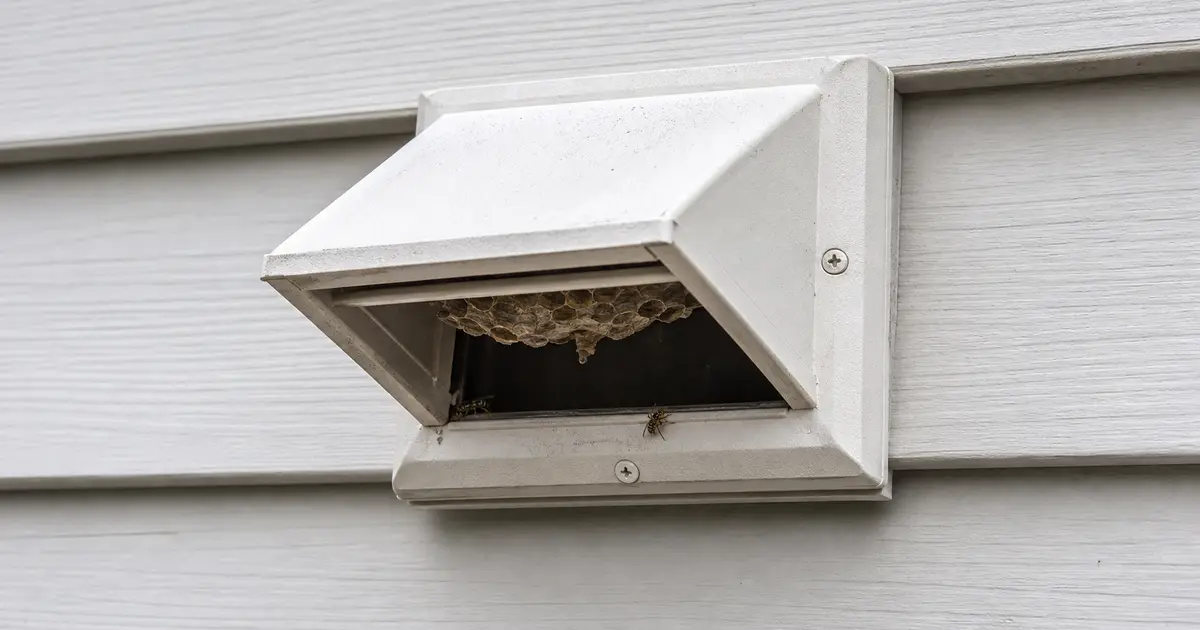 Bathroom exhaust vent cover with a wasp nest behind the open flap