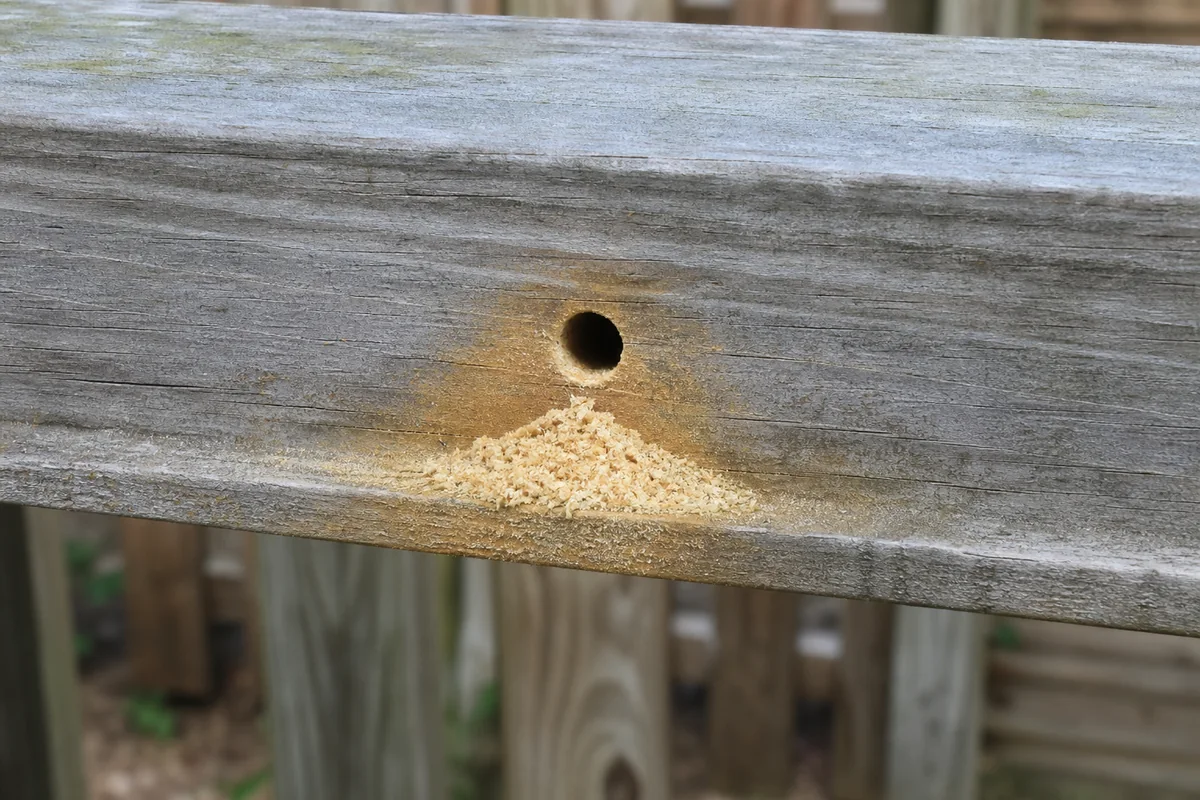 Round carpenter bee entry hole with coarse fresh sawdust and staining on a weathered fence rail