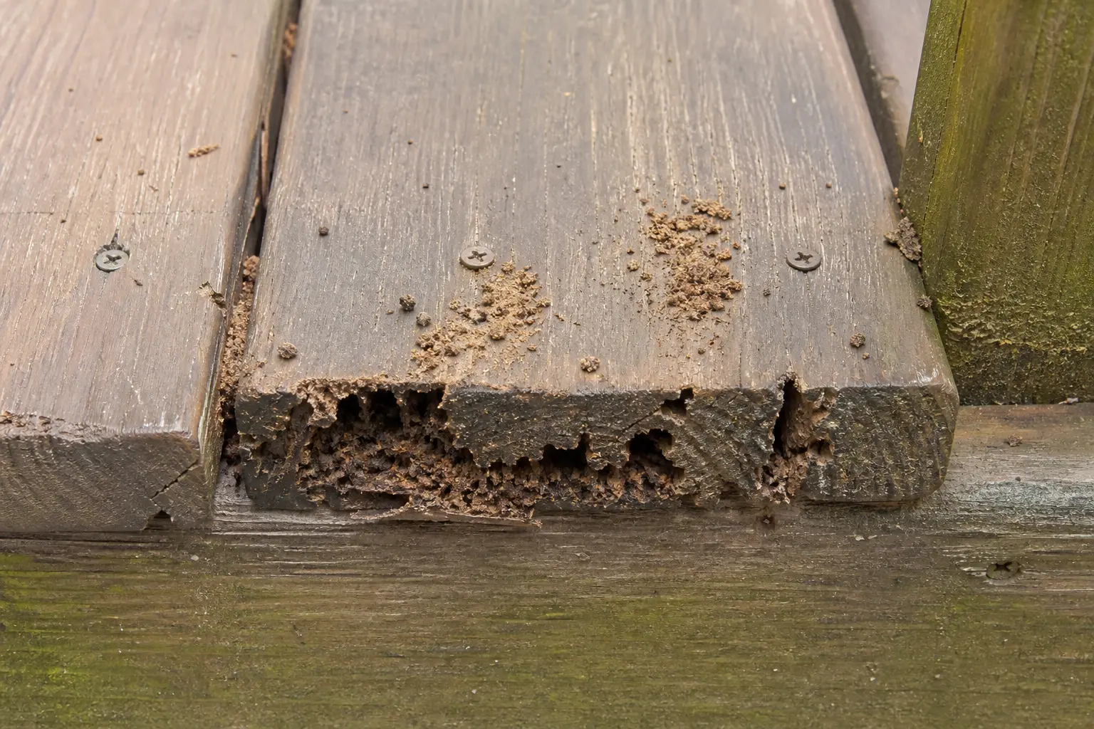 Close view of carpenter ant galleries and coarse frass in a softened deck board end