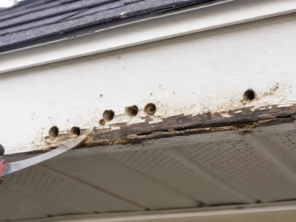 Primed exterior trim board for replacing damaged siding trim
