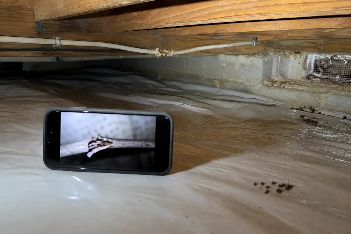 Phone camera documenting rodent damaged crawlspace wiring from a safe distance